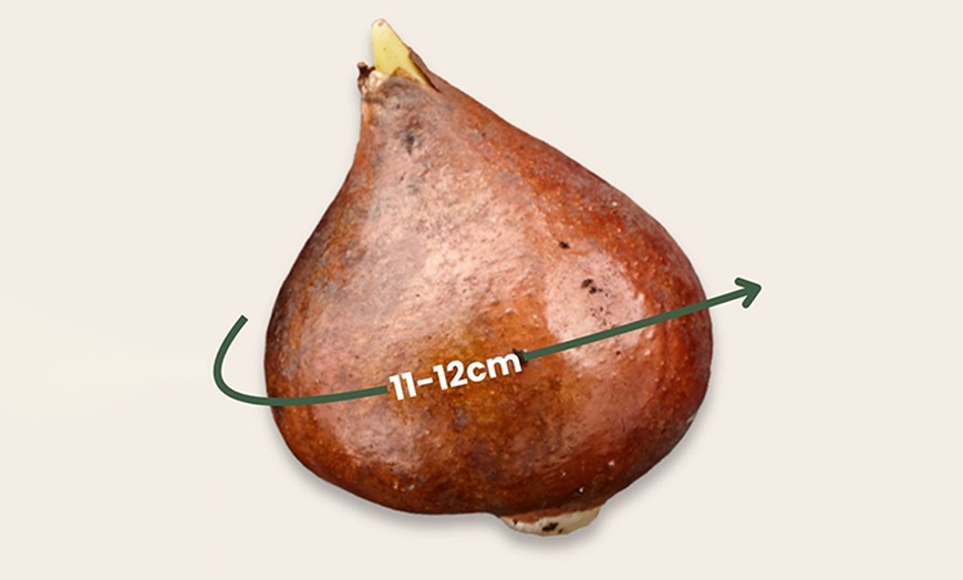 Image 4: 10x, 15x oder 20x Tulpen-Blumenzwiebel „Tulipa Brisbane“
