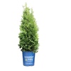 Image 2: Private Jet® Arborvitae Shrubs in 1 and 2 Gallon Sizes with Free Shipping (Up to 15% Off)