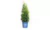 Private Jet® Arborvitae Shrubs - Fast-Growing, Dense Evergreen Privacy Screens with Year-Round Vibrant Green Foliage, Outdoor Plants Free Shipping (Up to 15% Off)