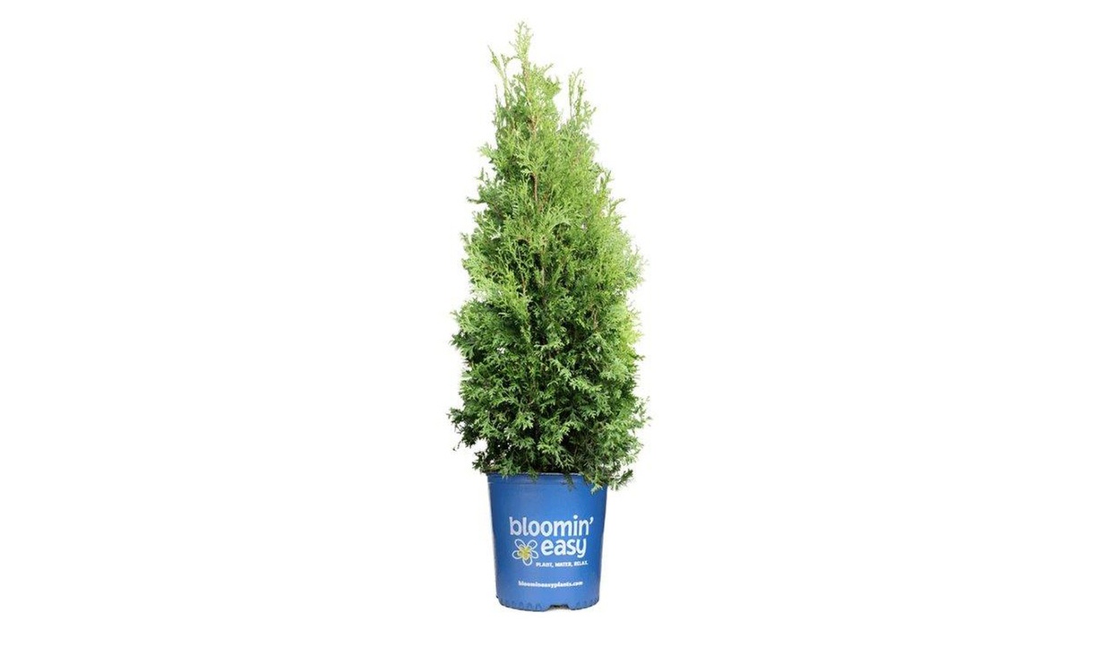 Private Jet® Arborvitae Shrubs in 1 and 2 Gallon Sizes with Free Shipping (Up to 15% Off)