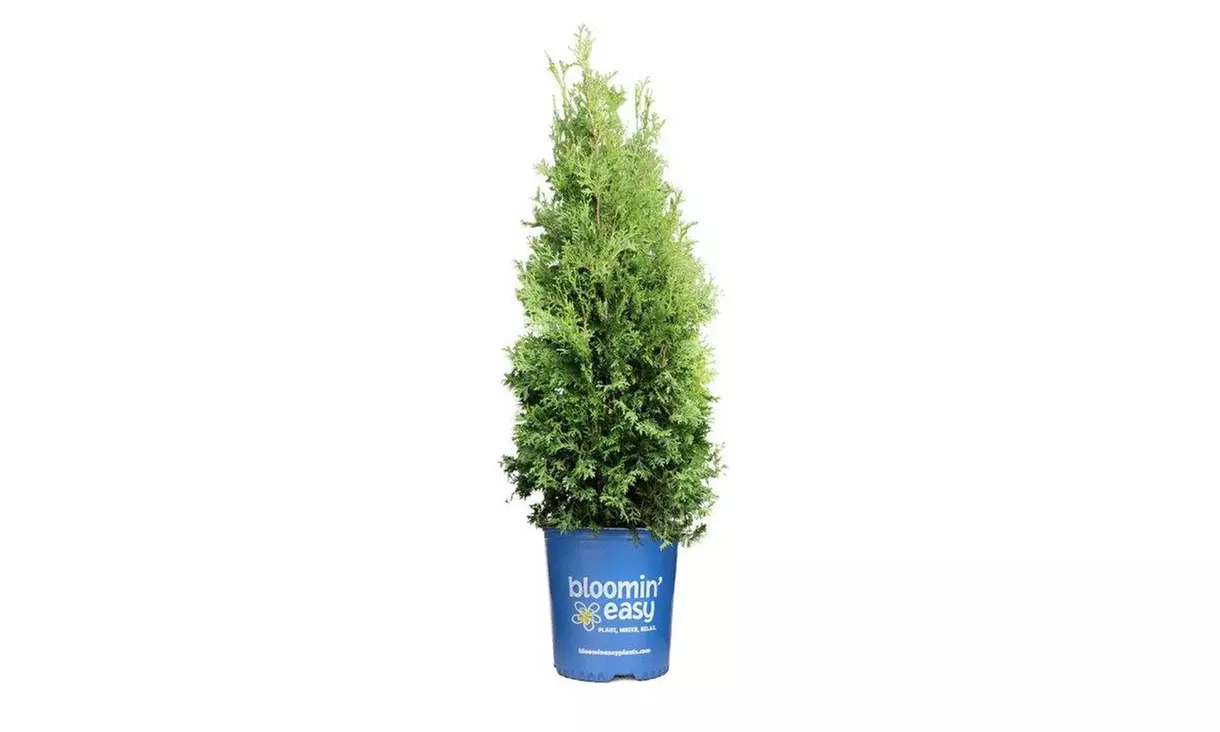 Private Jet® Arborvitae Shrubs - Fast-Growing, Dense Evergreen Privacy Screens with Year-Round Vibrant Green Foliage, Outdoor Plants Free Shipping (Up to 15% Off) - Primary Image