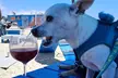 $20 or $50 Towards Food and Drink Or Dining Experience for 2 or 4 at Monty’s Dog Beach & Bar (Up to 42% Off) - Second Medium