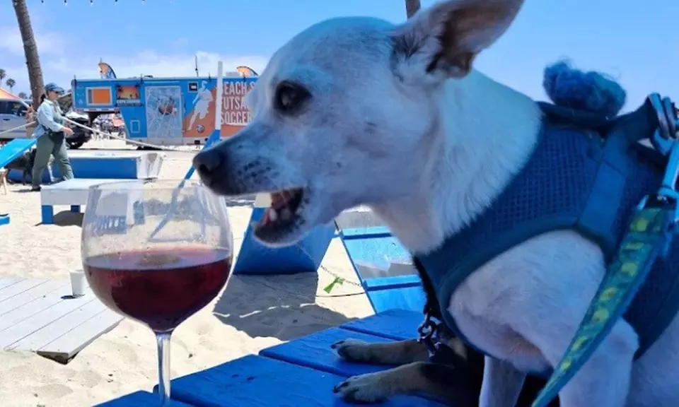 $20 or $50 Towards Food and Drink Or Dining Experience for 2 or 4