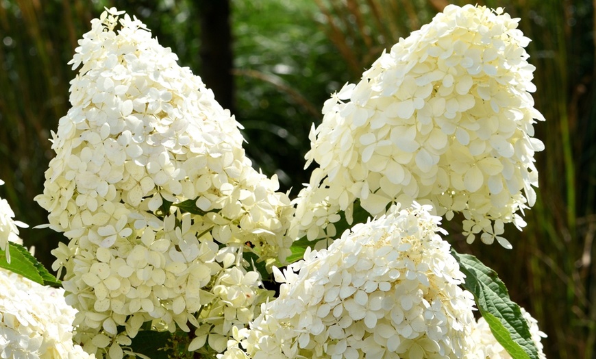 Image 3: Set van 3 hortensia planten