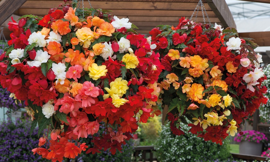 Image 1: Up to 72 Mixed Begonia Plug Plants