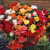Image 1: Up to 72 Mixed Begonia Plug Plants