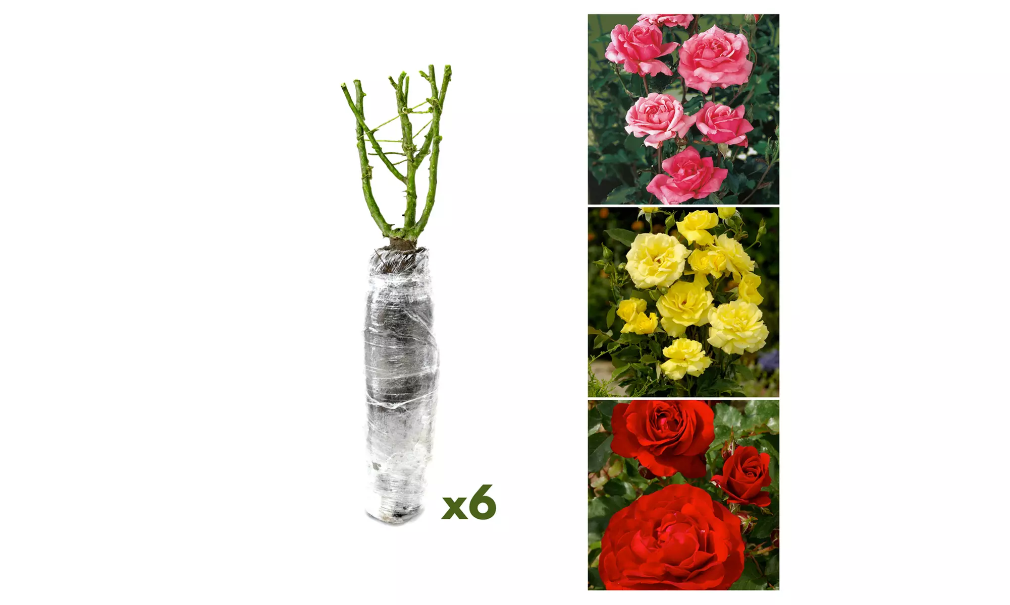 Set de plantas de rosas Polyantha con distintas variedades