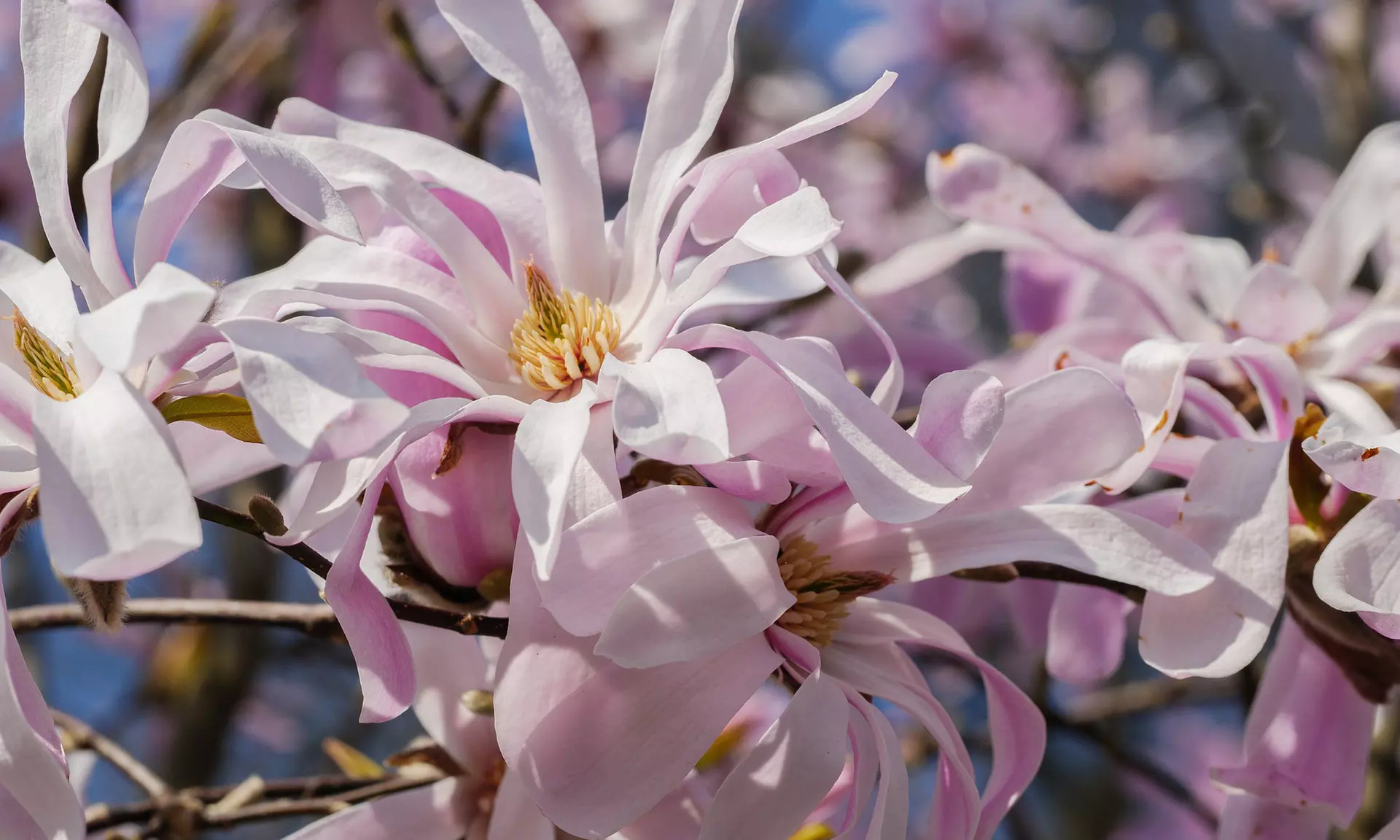 3x oder 6x Magnolien