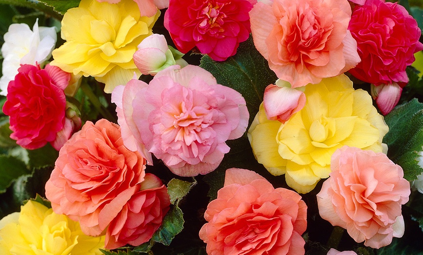 Image 2: 10 or 20 Begonia 'Non-Stop' Garden-Ready Plants