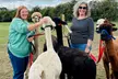 Alpaca Walk and Feed for One or Two with Optional Tea and Cake at Alpacas At The Field (Up to 52% Off) - Second Medium
