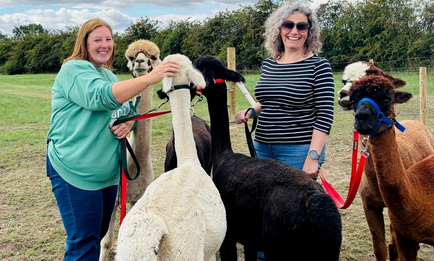 Image 2: Alpaca Walk and Feed for 1 or 2 w/ or w/o Tea and Cake