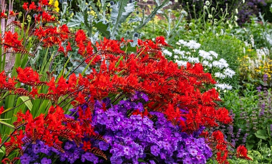 Image 4: Crocosmia 'Lucifer' or 'Spitfire' Bulbs 