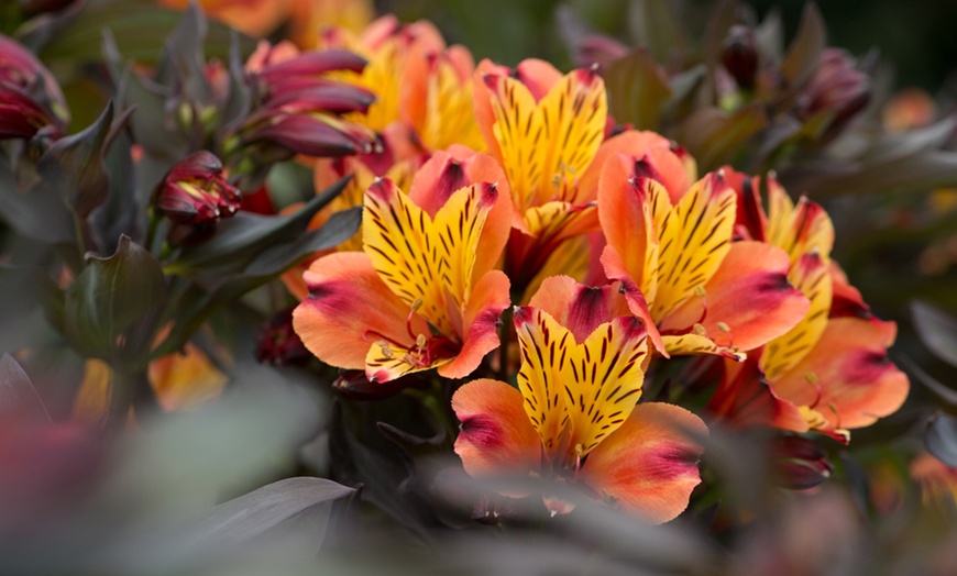 Image 6: One, Three or SIx Hardy Alstroemeria Indian Summer