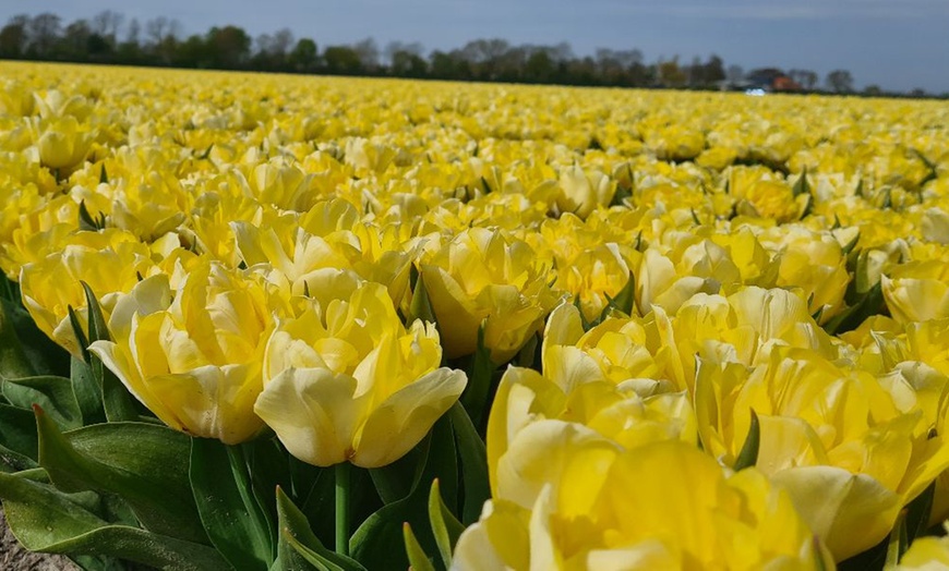 Image 15: Spring Lasagne Bulb Collection 75 Bulbs + Optional Patio Pot & Compost