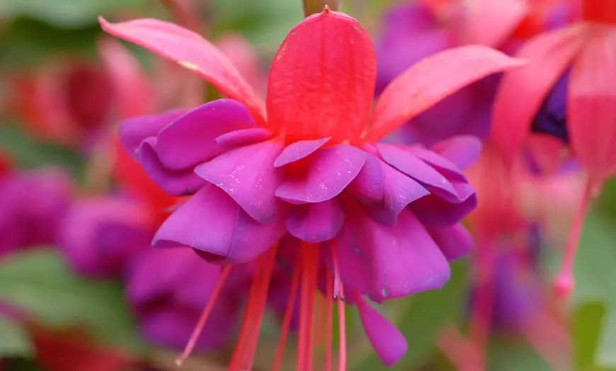 Image 13: 3, 9 or 18 Fuchsia Hardy Collection Postiplugs 