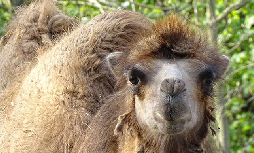 Image 9: Tageskarte oder Familienkarte für den Tierpark Weißwasser