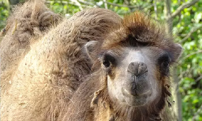 Tageskarte oder Familienkarte für den Tierpark Weißwasser