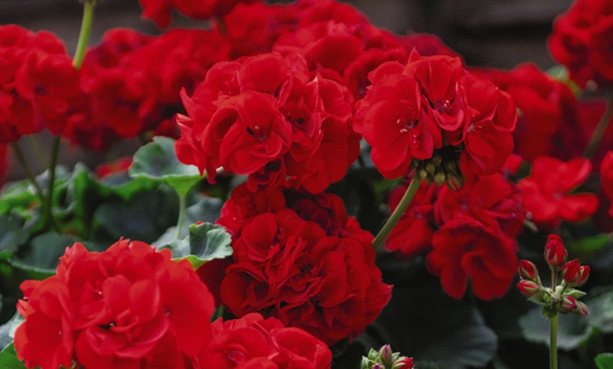 Image 3: Geranium 'Best Red' F1 Hybrid