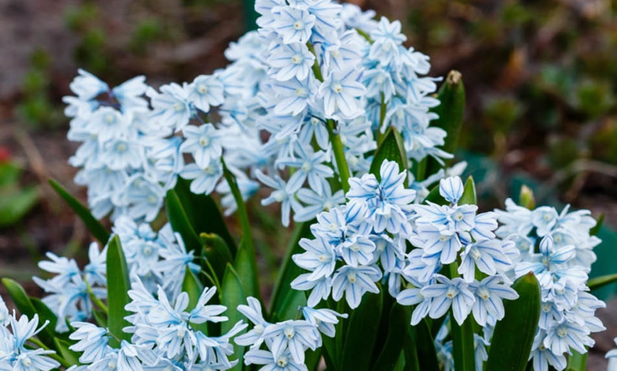 Image 4: 60 or 120 Puschkinia Libanotica Spring Flowering Bulbs
