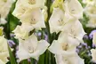 24 or 48 Gladioli 'Gladdies Trio' Bulbs - Image 3