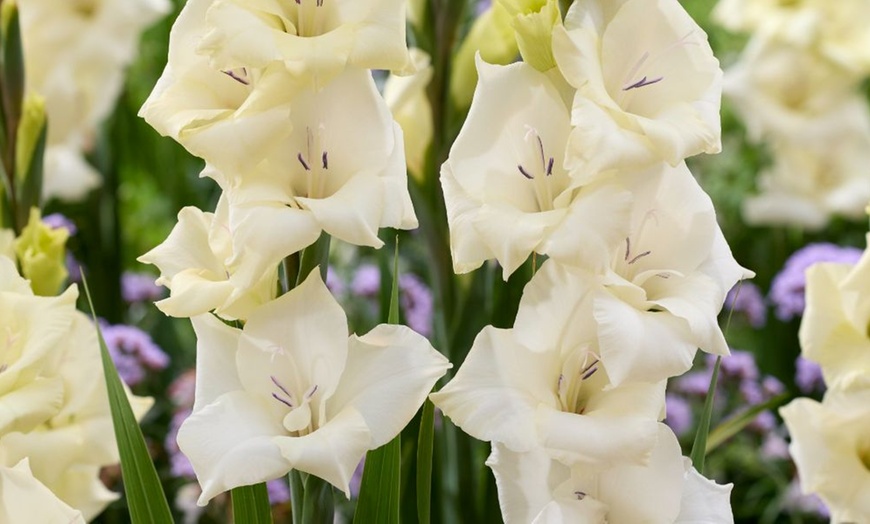 Image 3: 24 or 48 Gladioli 'Gladdies Trio' Bulbs