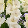 Image 3: 24 or 48 Gladioli 'Gladdies Trio' Bulbs