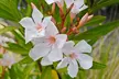 Nerium Oleander - Pink, Red or White - Potted Plants - Image 3
