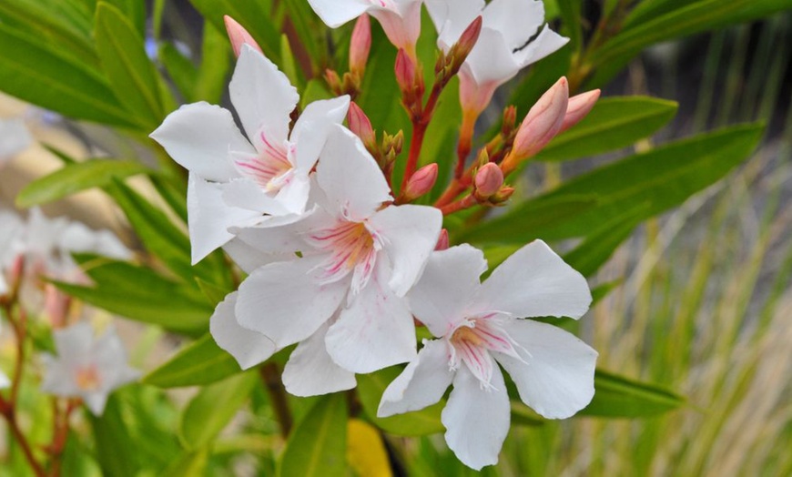 Image 3: Nerium Oleander - Pink, Red or White - Potted Plants