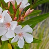 Image 3: Nerium Oleander - Pink, Red or White - Potted Plants