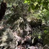 Image 15: SF's WildSide, Redwood & Hike or Golden Gate Park's Hidden Gems Tour