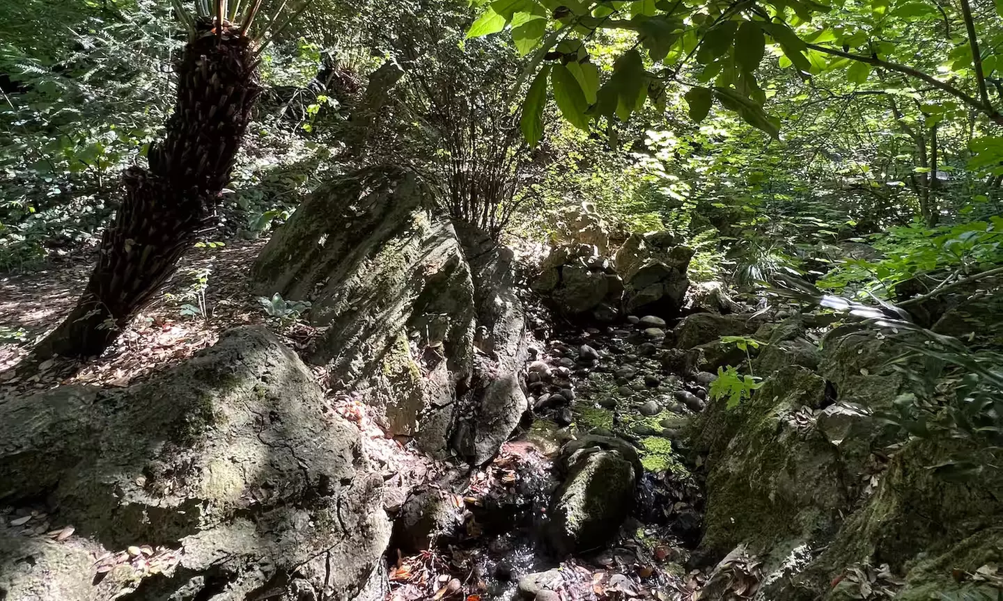 SF's WildSide, Redwood & Hike or Golden Gate Park's Hidden Gems Tour