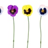 Image 11: 6- or 12-Packs of Pansy or Sunflower Design Stakes