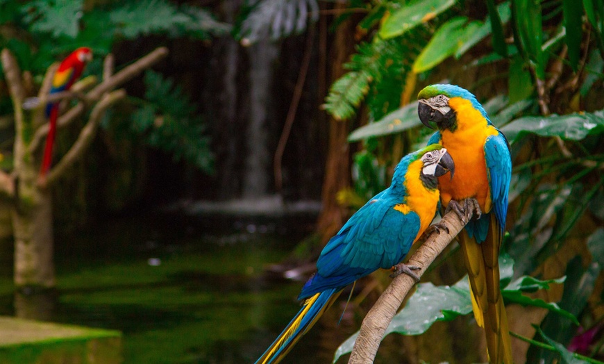 Image 6: Up to 20% Off Value Pass at Moody Gardens