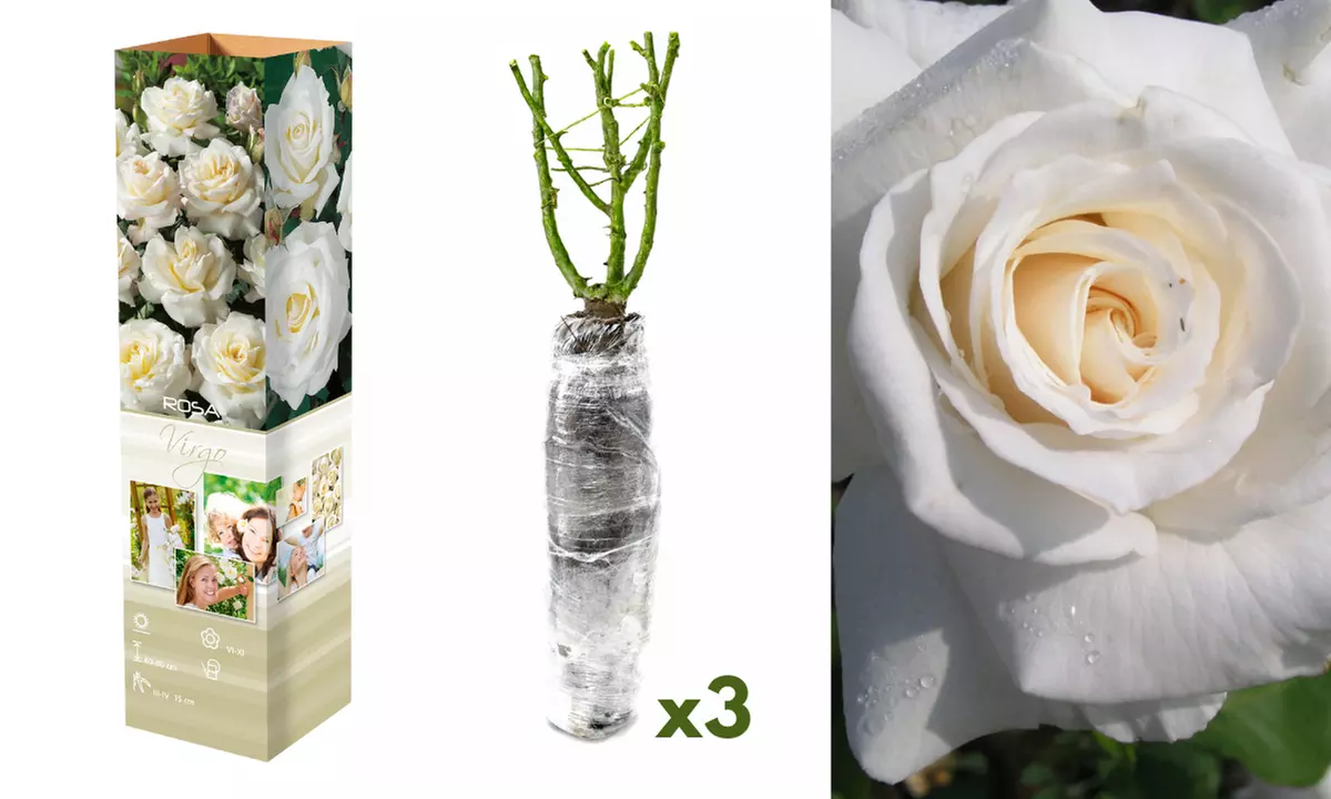 3er- oder 6er-Set Rosen