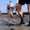 Image 3: Tour durch das Wattenmeer & Natur von Wadlopen-Pieterburen