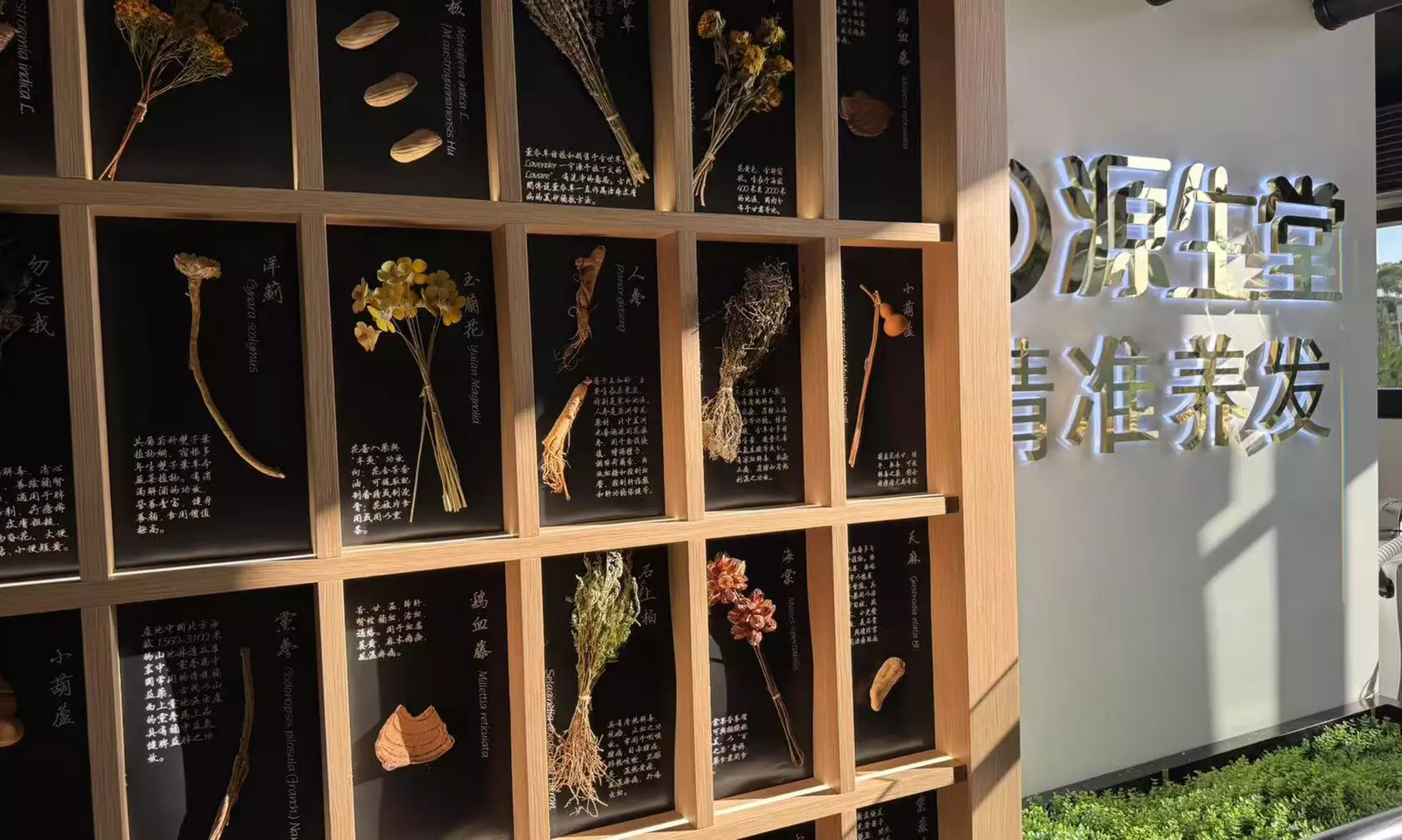 60Min Head Spa: Herbal, Hydroxyl Acid Nourishment or Ginger & Ginseng