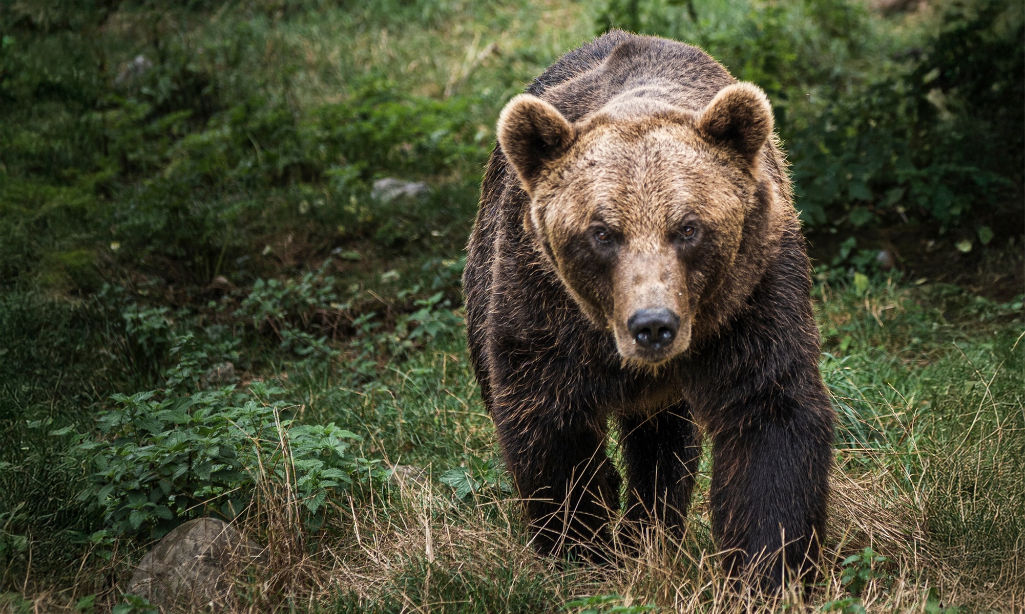 Entrée pour le Parc’Ours : balade nature et animaux des Pyrénées
