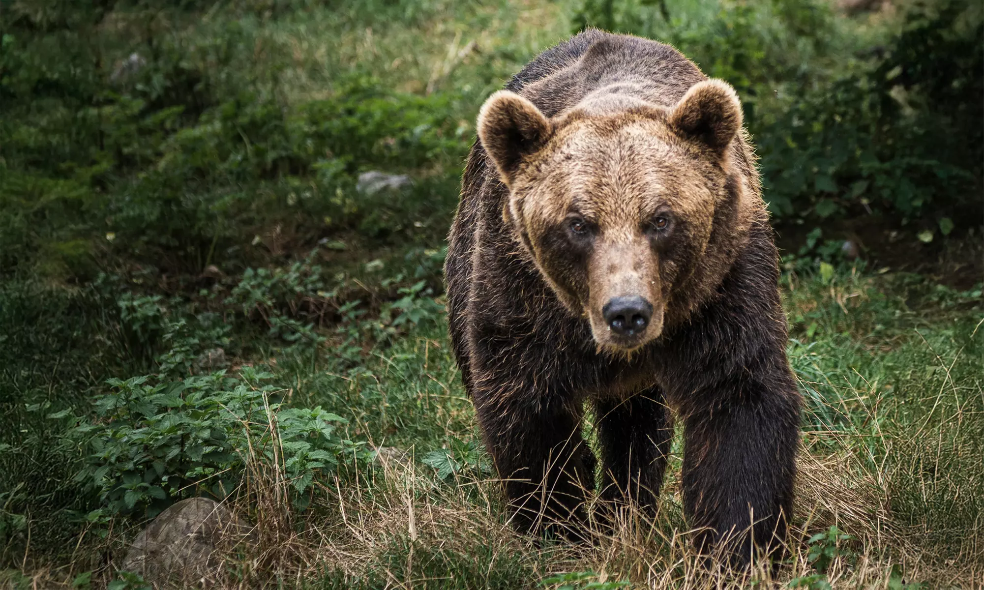 Entrée pour le Parc’Ours : balade nature et animaux des Pyrénées