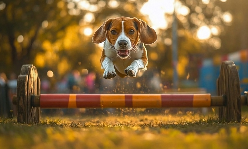 Image 2: Dog Boarding Stays with Daily Play and Attentive Care Options