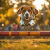 Image 2: Dog Boarding Stays with Daily Play and Attentive Care Options