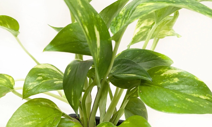 Image 10: Breathe Easier: Golden Pothos – Air-Purifying & Simple Care from House Plant Shop with Free Shipping Up to 15% Off