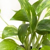 Image 10: Golden Pothos in 4", 6", and 8" Sizes with Free Shipping – Air-Purifying & Simple Care Plant Up to 15% Off