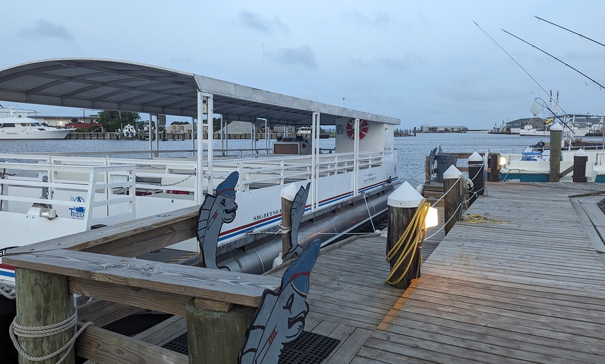 Image 9: 2 Hour Dolphin Daytime Tour 