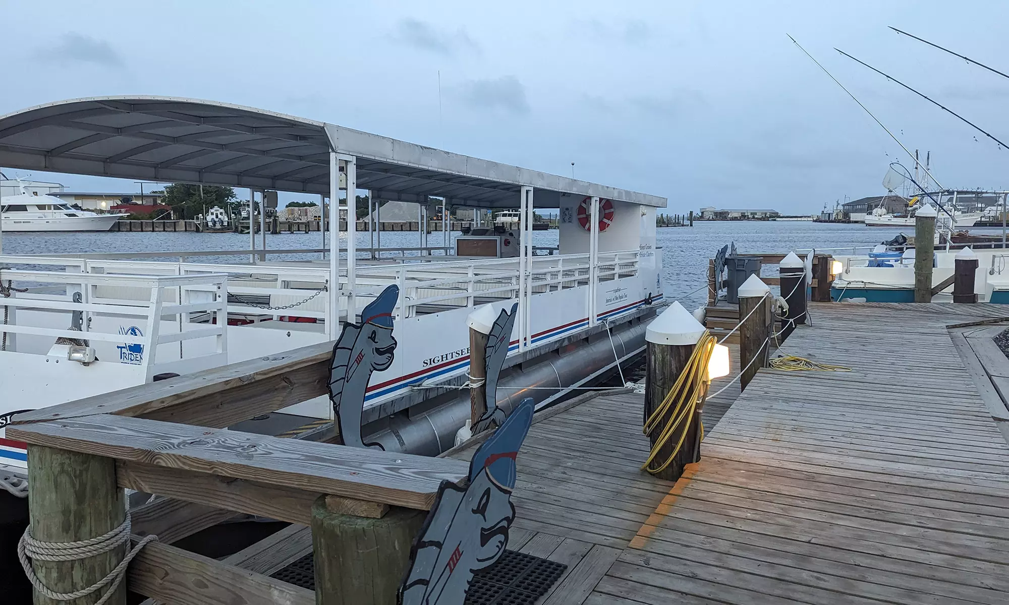 2 Hour Dolphin Daytime Tour 