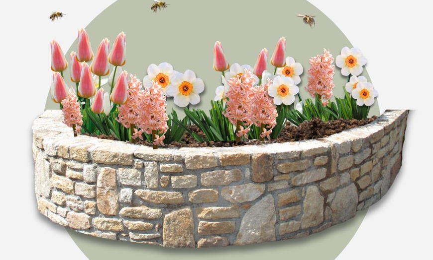 Image 4: Lot de 25 bulbes de fleurs roses ou pêches Perfect Plant Deal B.V.