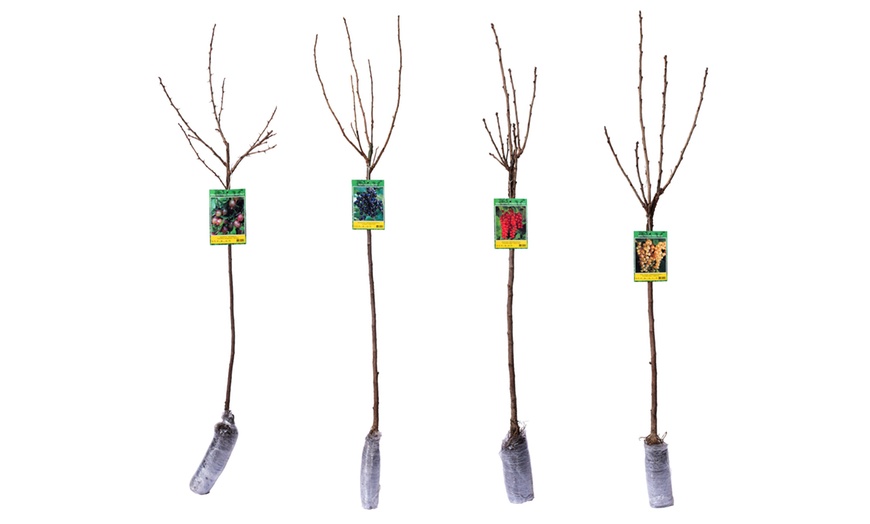 Image 2: Lot de 2 ou 4 plants de baies variées