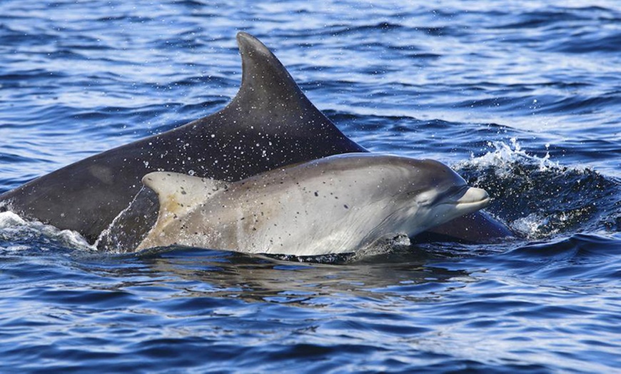 Image 7: Dolphin-Watching Cruise