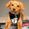 Image 12: Tailored Individual, Couple, Family or Pet Photo Shoot Experience