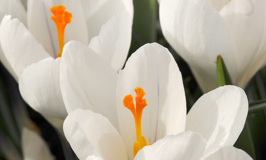 Image 1: Bollenpakket voor krokussen naar keuze