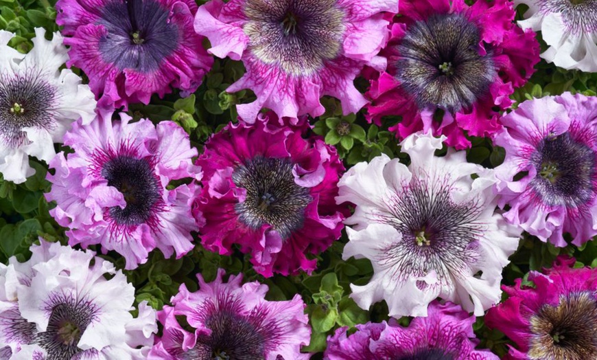 Image 7: Pack of 15 Garden Ready Mixed Variety Petunia Plants